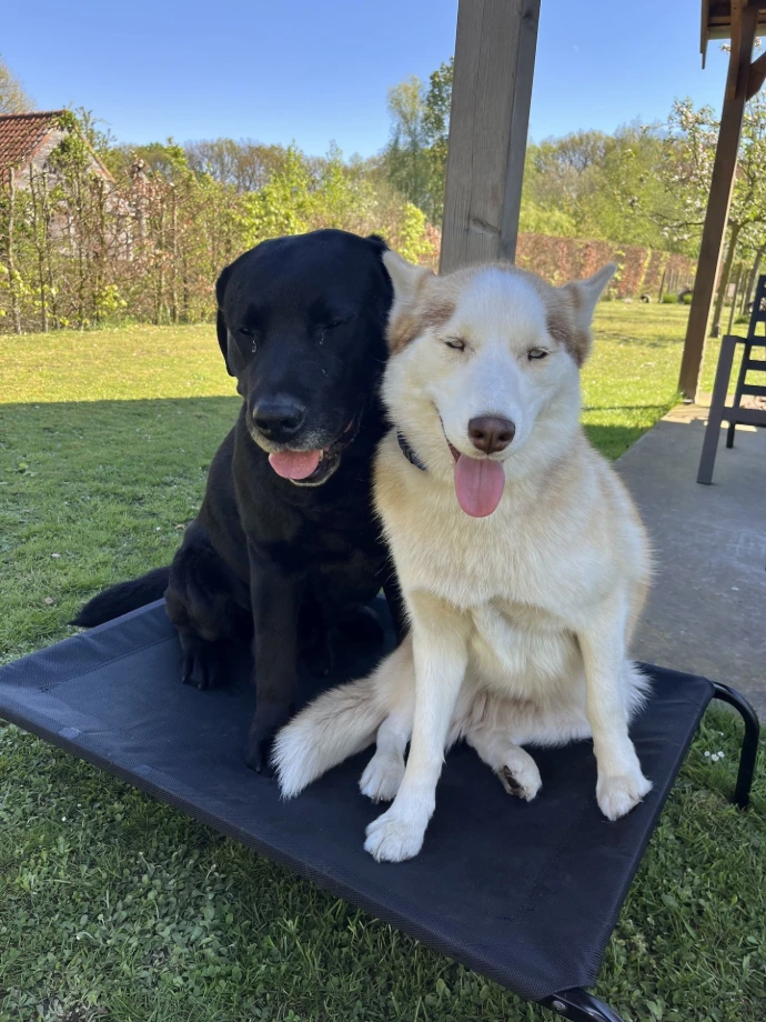Dax en Goose